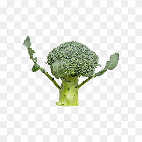 green broccoli free png